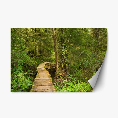 Pegatina reposicionable sendero místico en Pacific Rim, isla de Vancouver – Pixers®