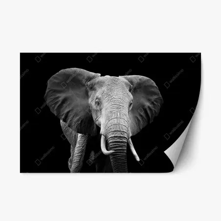 Pegatina reposicionable elefante en blanco y negro, mirada majestuosa – Pixers®