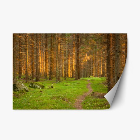 Pegatina reposicionable bosque iluminado al atardecer – Pixers®