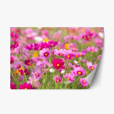 Pegatina reposicionable campo de cosmos rosados en flor – Pixers®