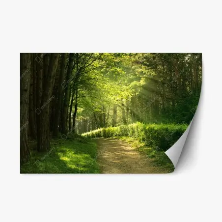 Pegatina reposicionable sendero luminoso en el bosque – Pixers®