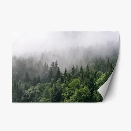 Pegatina reposicionable bosque perenne entre la niebla – Pixers®