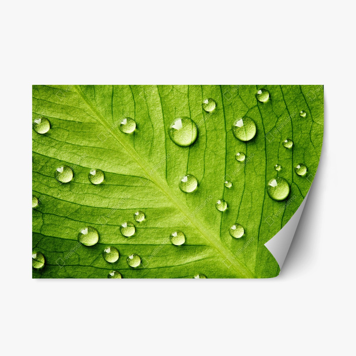 Pegatina reposicionable hoja verde con gotas de rocío – Pixers®