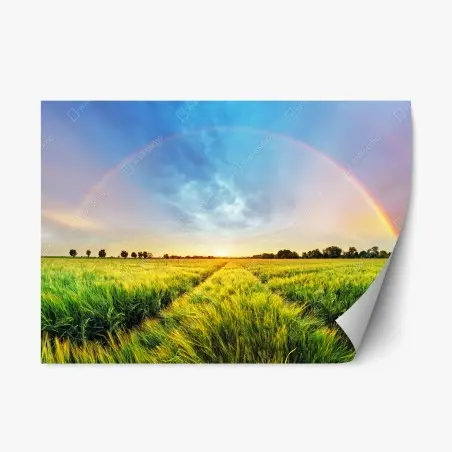 Pegatina reposicionable arcoíris sobre campo de trigo al atardecer – Pixers®