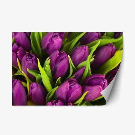 Pegatina reposicionable ramo de tulipanes morados en primer plano – Pixers®