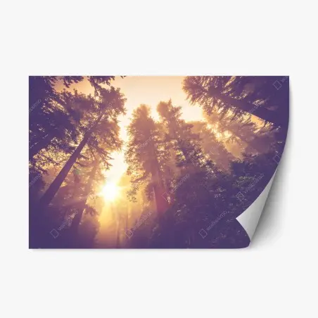 Pegatina reposicionable amanecer mágico en el bosque de secuoyas – Pixers®