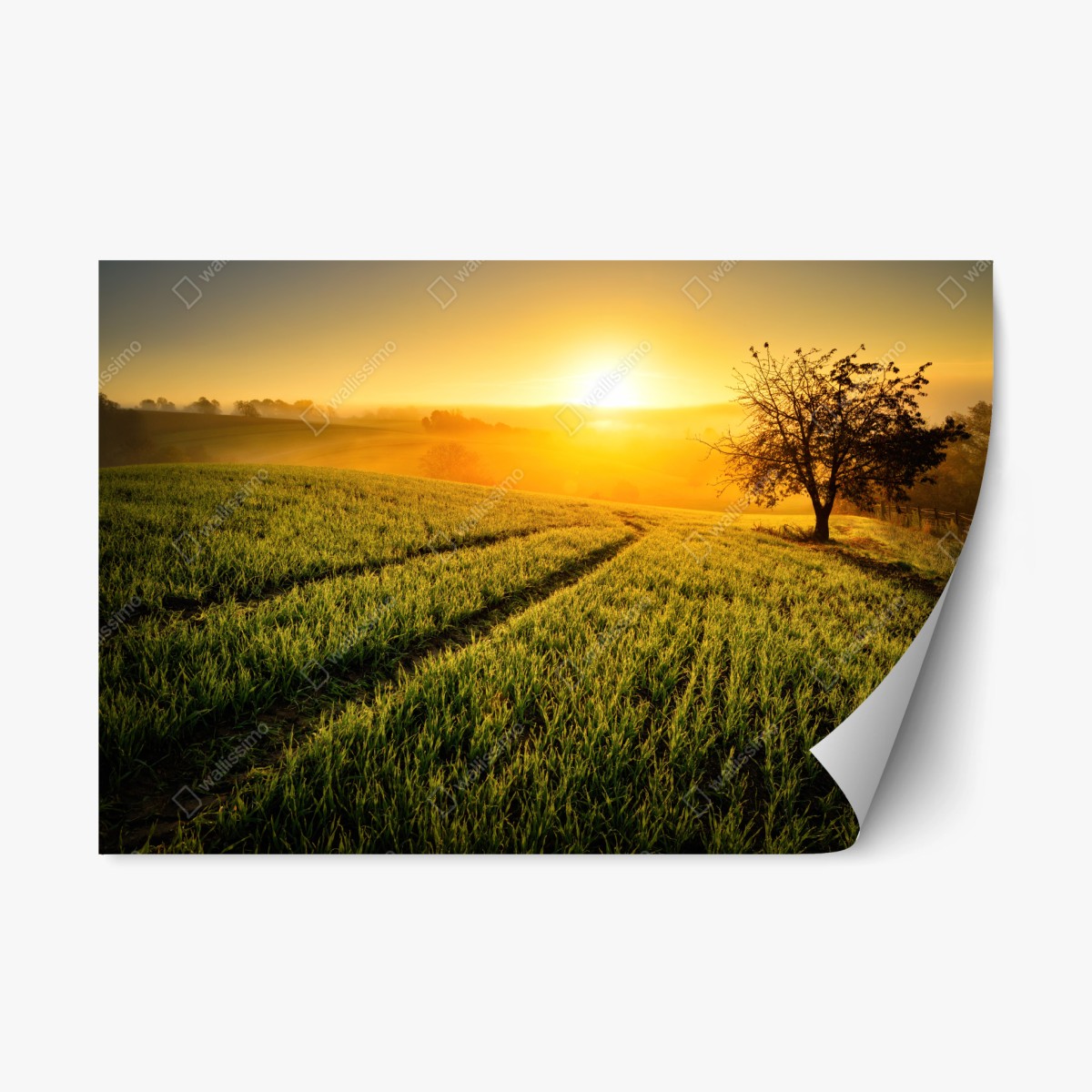 Pegatina reposicionable amanecer dorado en laderas onduladas – Pixers®