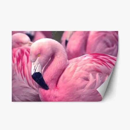 Pegatina reposicionable flamenco rosado en primer plano – Pixers®