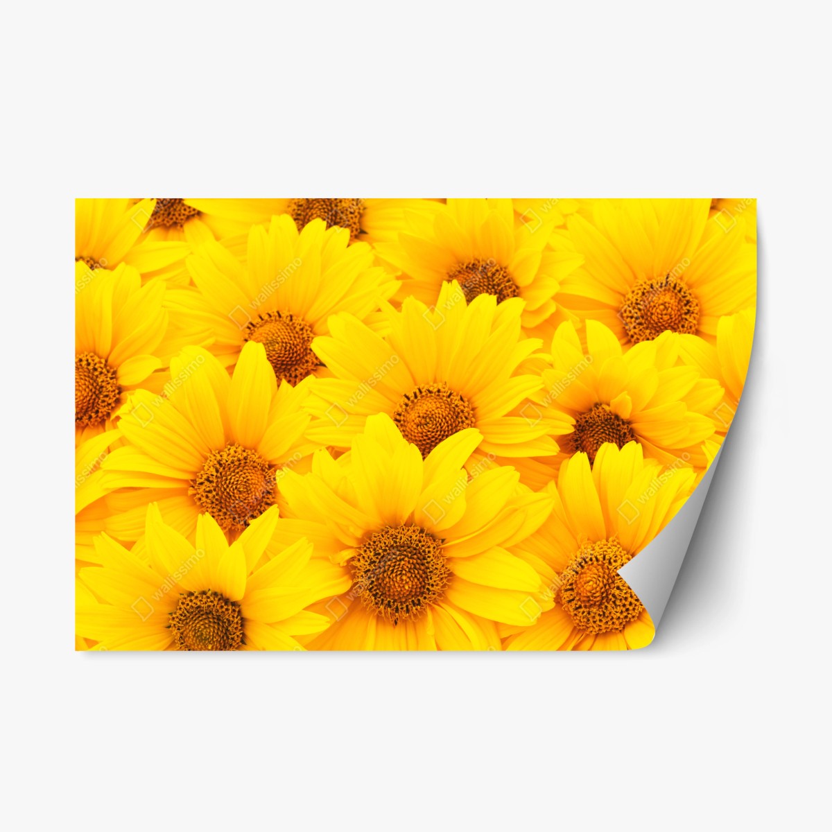 Pegatina reposicionable explosión de girasoles luminosos – Pixers®