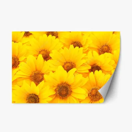 Pegatina reposicionable explosión de girasoles luminosos – Pixers®