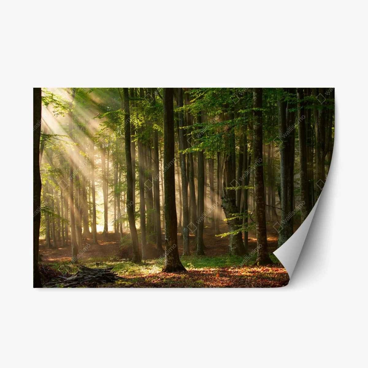 Pegatina reposicionable bosque iluminado al amanecer – Pixers® Pegatina reposicionable bosque iluminado al amanecer – Pixers®