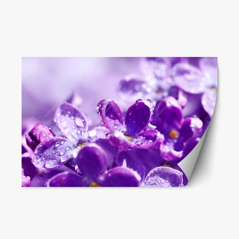 Pegatina reposicionable lilas moradas en primer plano con gotas de rocío
