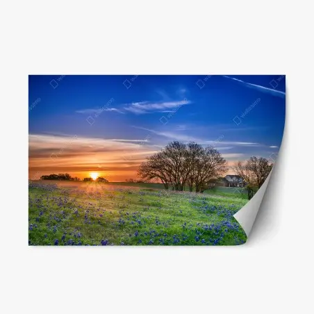 Pegatina reposicionable amanecer en Texas con campo de bluebonnets – Pixers®