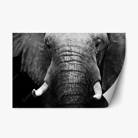 Pegatina reposicionable elefante majestuoso en blanco y negro – Pixers®