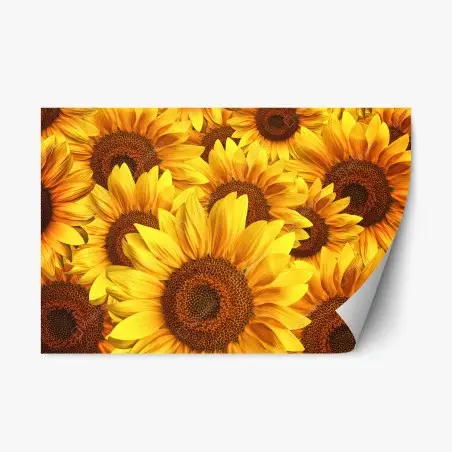 Pegatina reposicionable explosión de girasoles vibrantes – Pixers®