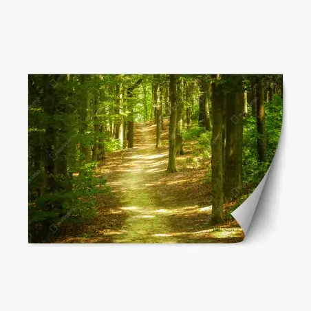 Pegatina reposicionable sendero luminoso en el bosque – Pixers®