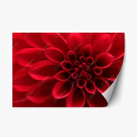 Pegatina reposicionable dalia roja en primer plano – Pixers®