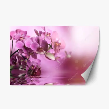 Pegatina reposicionable orquídeas rosadas en reflejo acuático – Pixers®