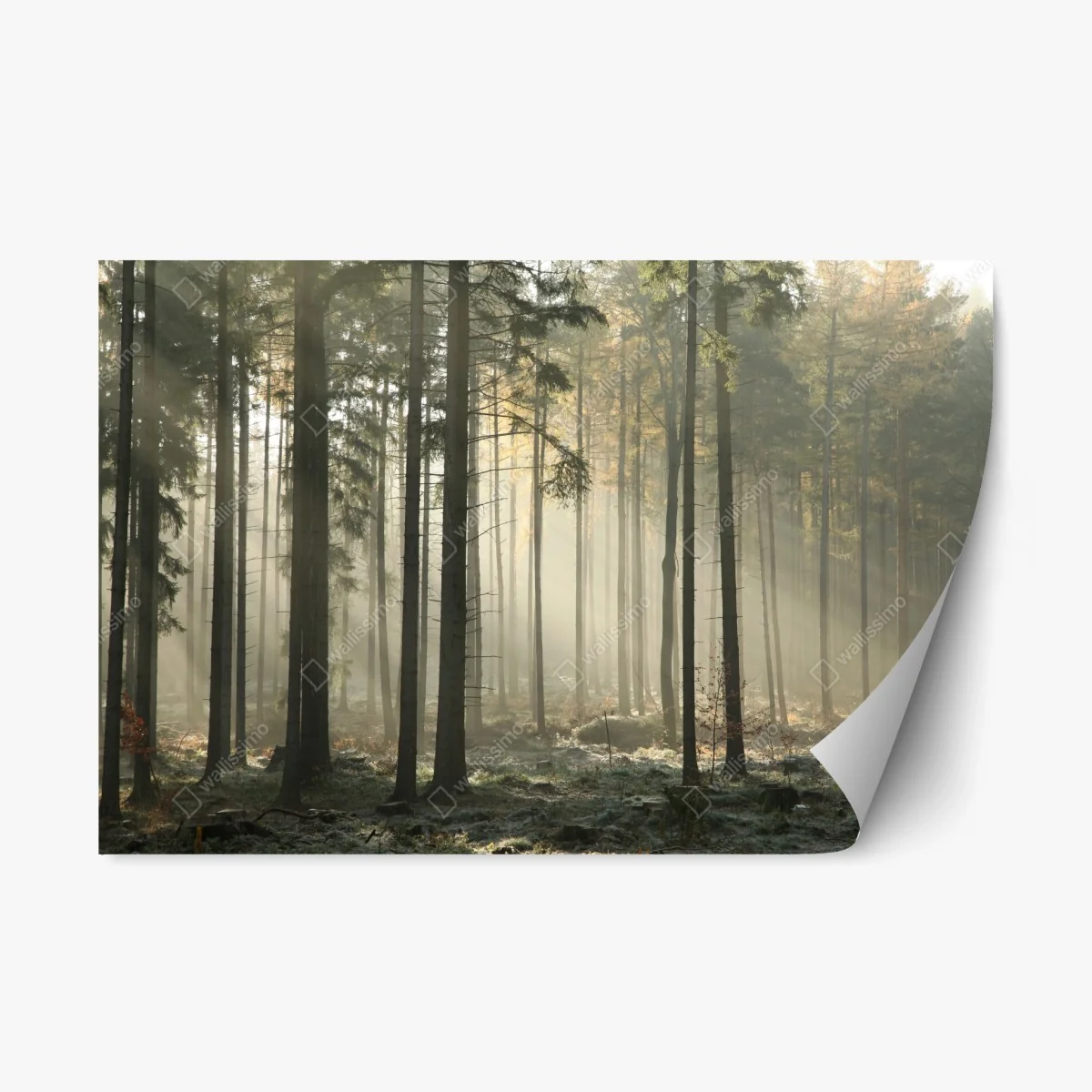 Pegatina reposicionable bosque brumoso al amanecer – Pixers® Pegatina reposicionable bosque brumoso al amanecer – Pixers®