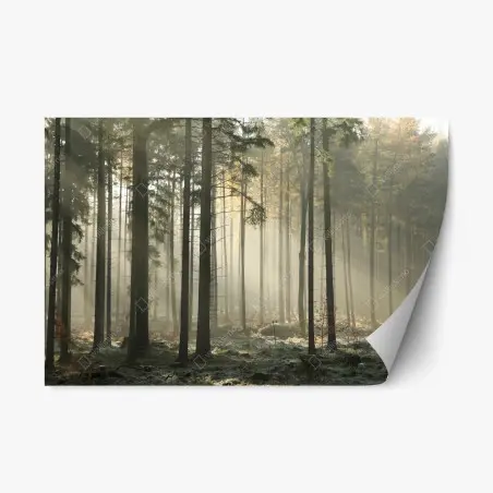 Pegatina reposicionable bosque brumoso al amanecer – Pixers®