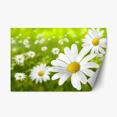 Pegatina reposicionable margaritas en pradera verde – Pixers®