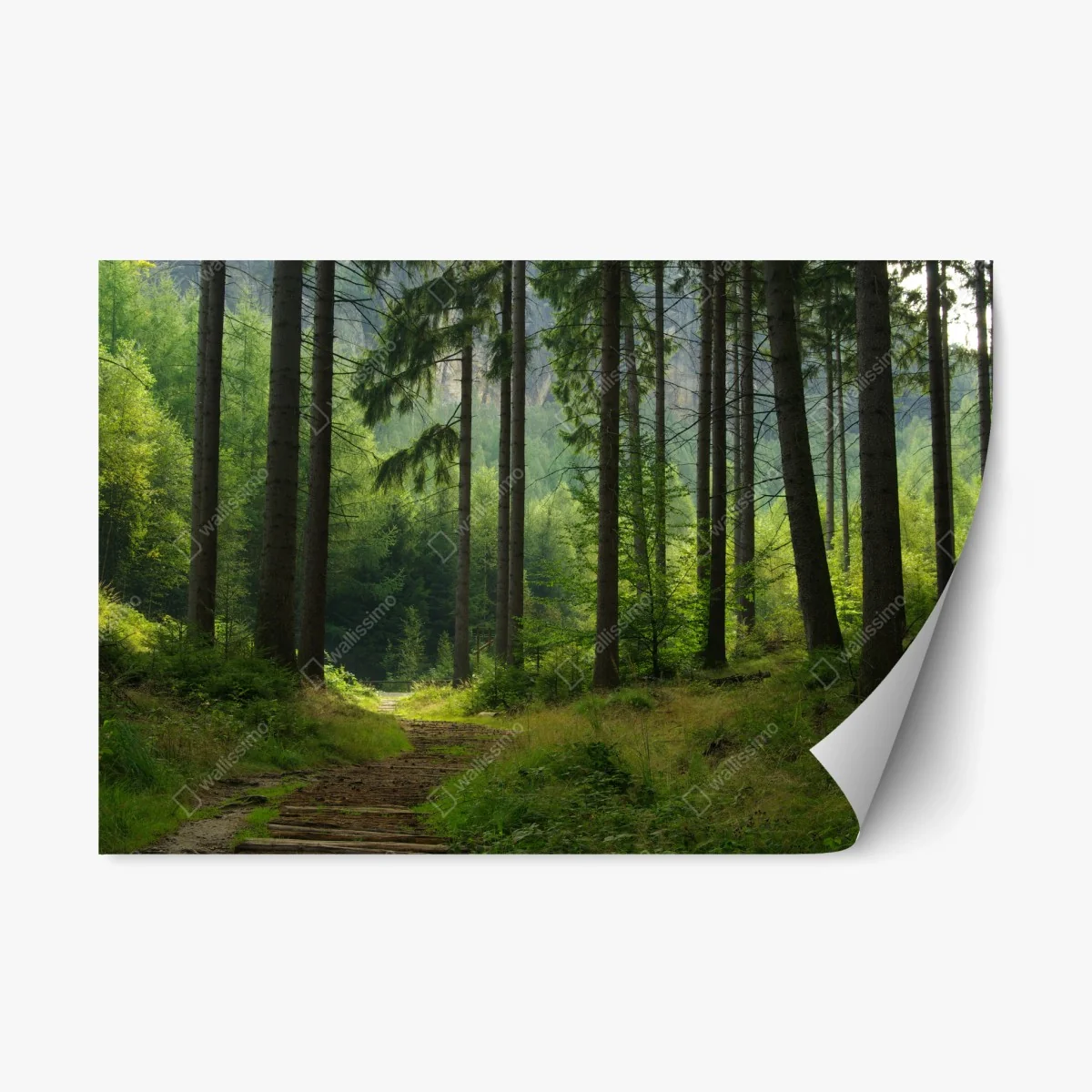 Pegatina reposicionable sendero en bosque de pinos – Pixers® Pegatina reposicionable sendero en bosque de pinos – Pixers®