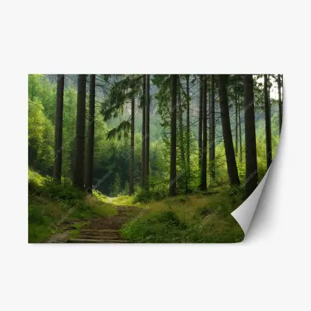 Pegatina reposicionable sendero en bosque de pinos – Pixers®
