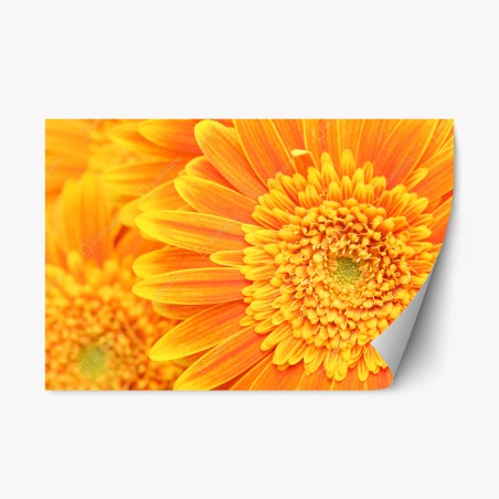Pegatina reposicionable vibrante gerbera naranja en primer plano – Pixers®