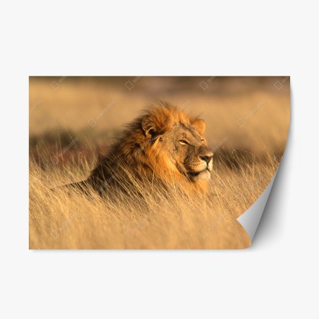 Pegatina reposicionable retrato majestuoso de un león en la sabana – Pixers®