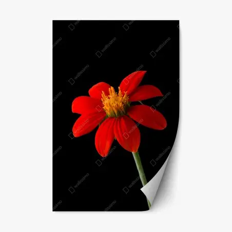 Pegatina reposicionable girasol mexicano rojo sobre fondo negro – Pixers®