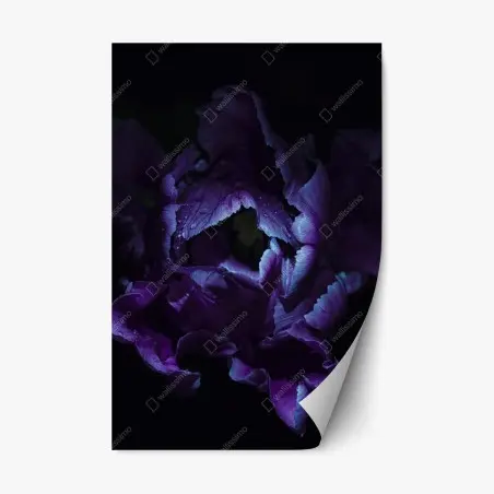 Pegatina reposicionable tulipán púrpura en luz ultravioleta – Pixers®