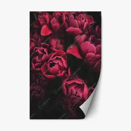 Pegatina reposicionable tulipanes rojos con gotas de rocío – Pixers®