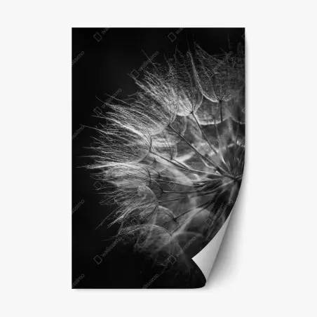 Pegatina reposicionable delicadeza de diente de león en blanco y negro – Pixers®
