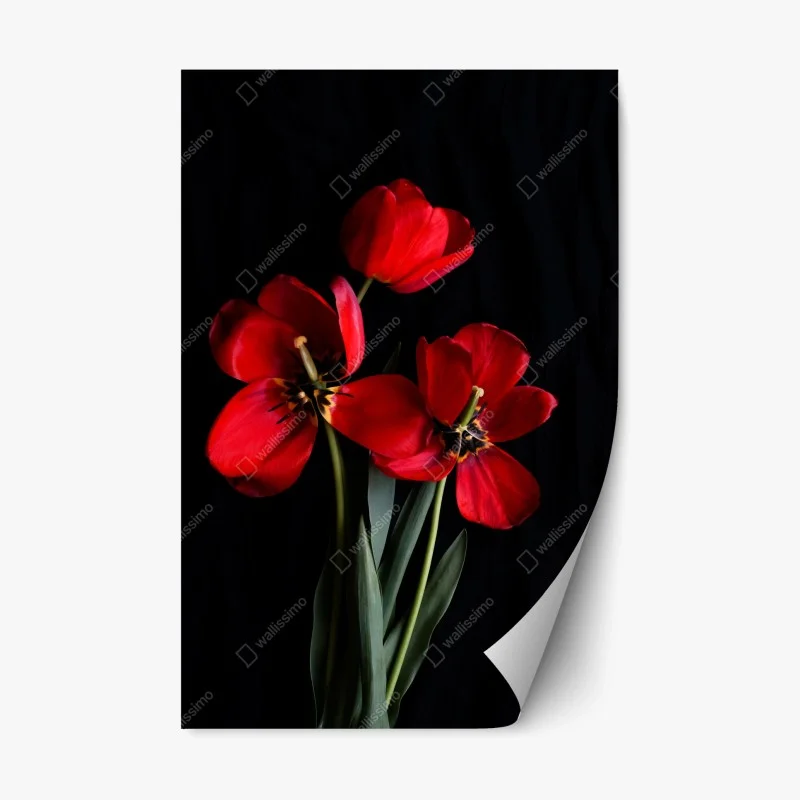 Pegatina reposicionable arreglo de tulipanes rojos sobre fondo negro