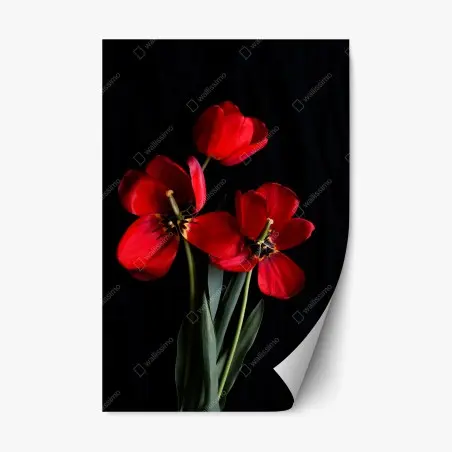 Pegatina reposicionable arreglo de tulipanes rojos sobre fondo negro – Pixers®