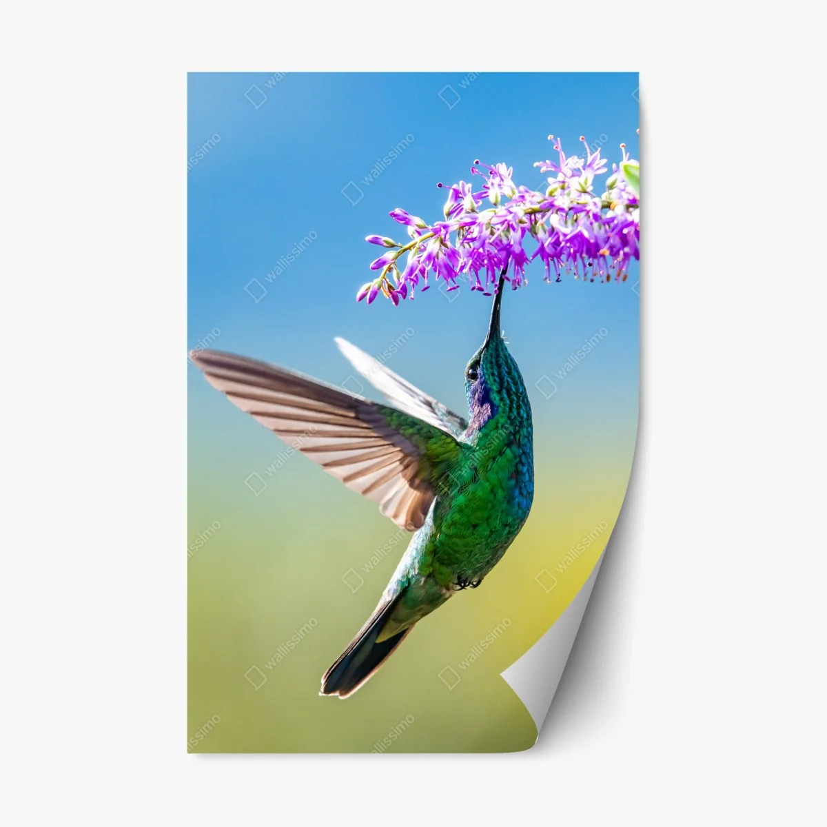 Pegatina reposicionable colibrí esmeralda sobre flor violeta – Pixers® Pegatina reposicionable colibrí esmeralda sobre flor violeta – Pixers®
