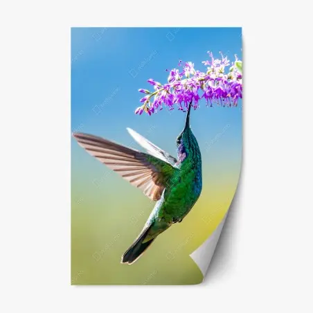 Pegatina reposicionable colibrí esmeralda sobre flor violeta – Pixers®