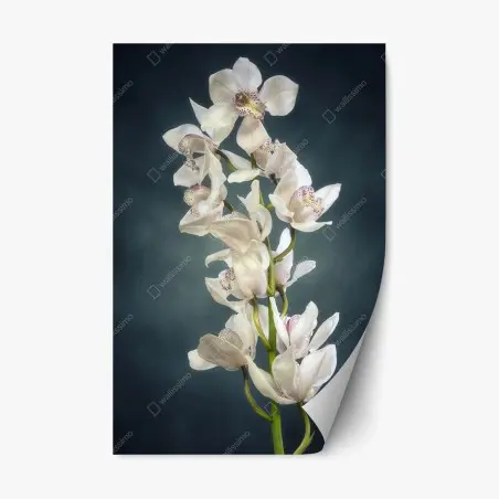 Pegatina reposicionable orquídeas blancas sobre fondo oscuro – Pixers®