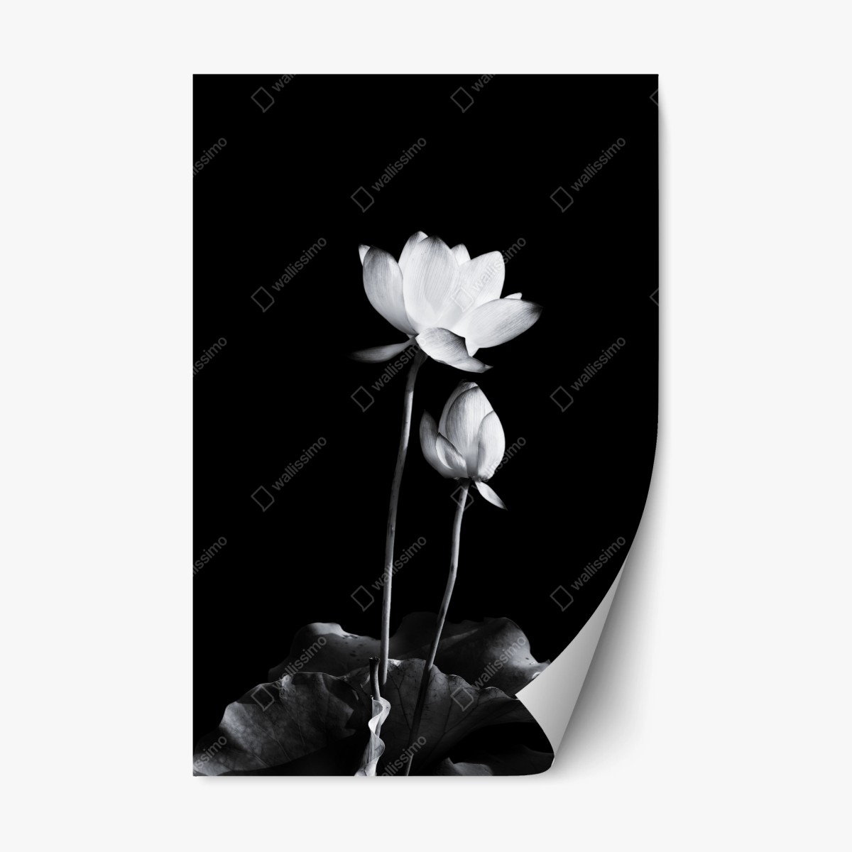 Pegatina reposicionable loto en contraste monocromo y minimalista – Pixers®