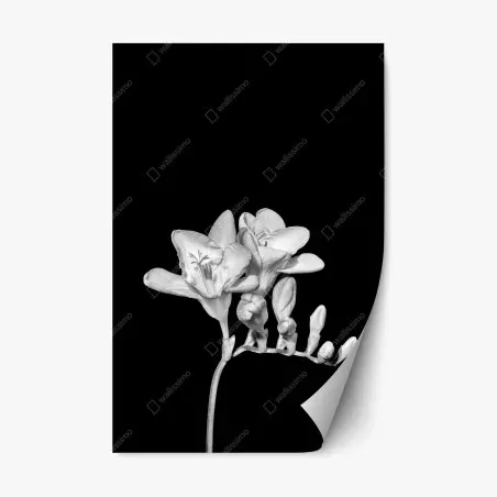 Pegatina reposicionable freesia en monocromo sobre fondo negro – Pixers®