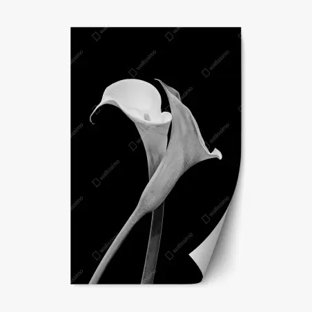 Pegatina reposicionable calas en blanco y negro, diseño minimalista – Pixers®