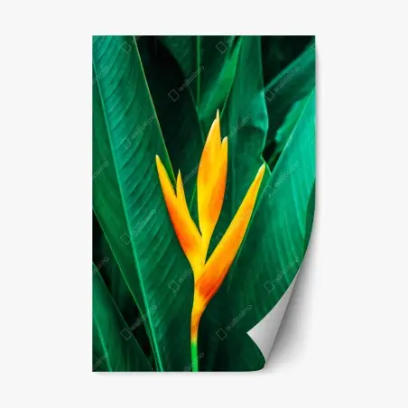 Pegatina reposicionable flor tropical en vibrante contraste – Pixers®