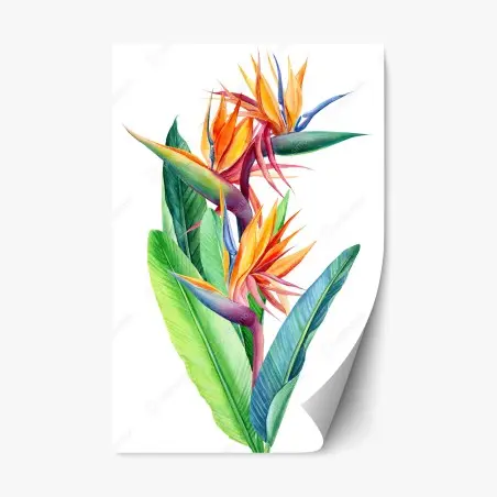 Pegatina reposicionable ilustración botánica de ave del paraíso en acuarela – Pixers®