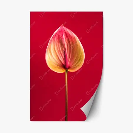 Pegatina reposicionable anturio en rojo: detalle botánico elegante – Pixers®
