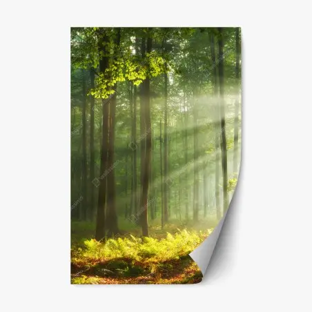 Pegatina reposicionable amanecer otoñal en bosque antiguo – Pixers®