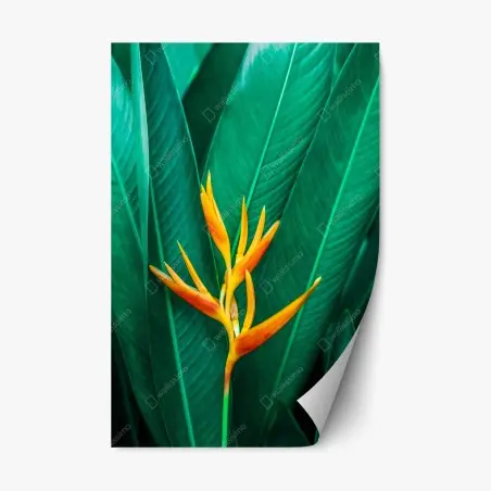 Pegatina reposicionable flor tropical vibrante sobre follaje verde – Pixers®