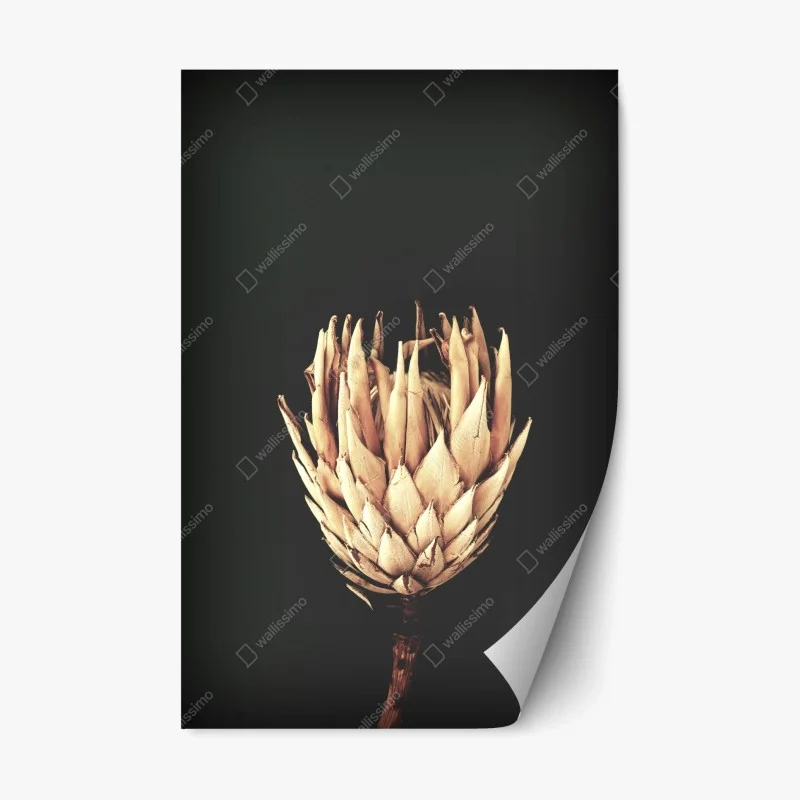 Pegatina reposicionable protea seca sobre fondo oscuro y minimalista