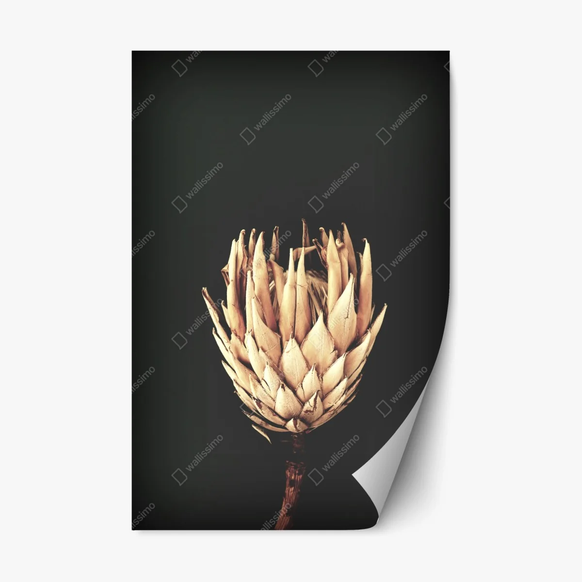 Pegatina reposicionable protea seca sobre fondo oscuro y minimalista – Pixers® Pegatina reposicionable protea seca sobre fondo oscuro y minimalista – Pixers®