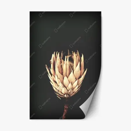 Pegatina reposicionable protea seca sobre fondo oscuro y minimalista – Pixers®