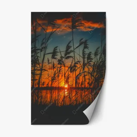 Pegatina reposicionable atardecer entre juncos en el lago – Pixers®